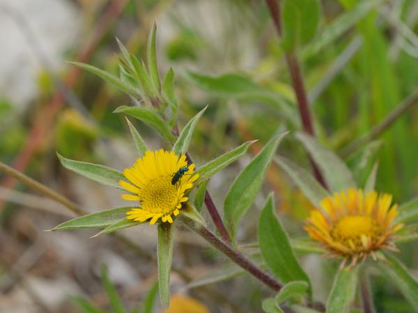 <h3><a href="/trips/kreta/biota/plantae/tracheophyta/magnoliopsida/asterales/asteraceae/pallenis spinosa/pallenis spinosa-nl.html">Pallenis&nbsp;spinosa</a> /  / </h3>OM-1 Mark II met OLYMPUS M.150-400mm F4.5 TC, 1/1250 sec  bij F11.0, ISO 2000, afstand 1.835&nbsp;m